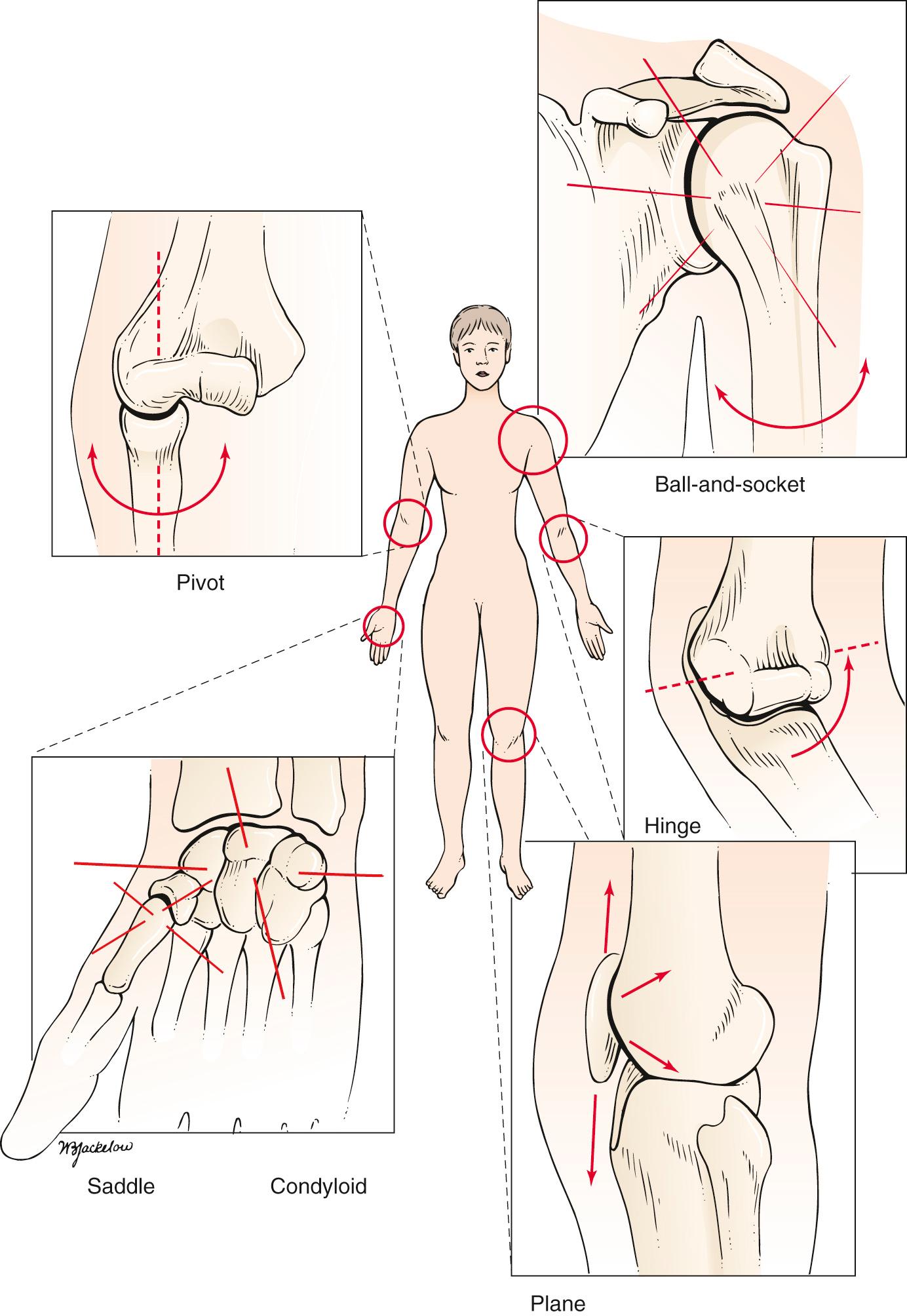 Fig. 20.2, Types of Movable Joints.