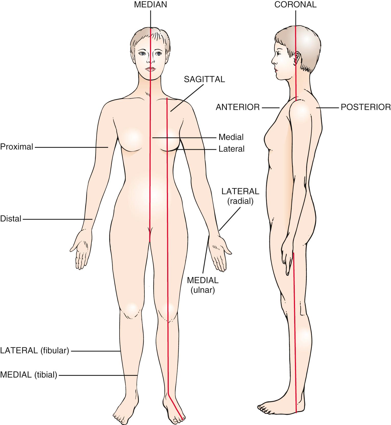 Fig. 20.3, Anatomic Terms.