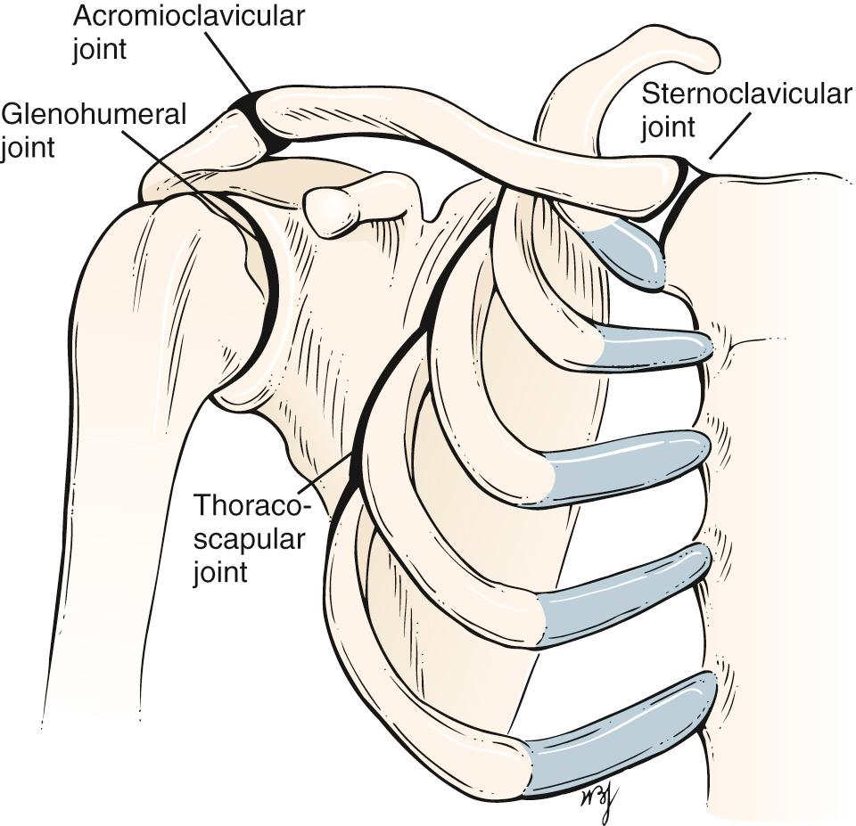 Fig. 20.5, Anatomy of the Shoulder Joint.