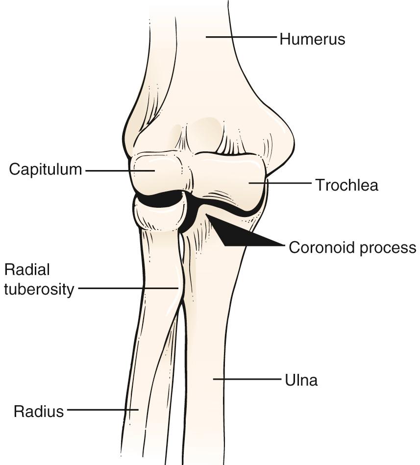 Fig. 20.7, Anatomy of the Elbow Joint.