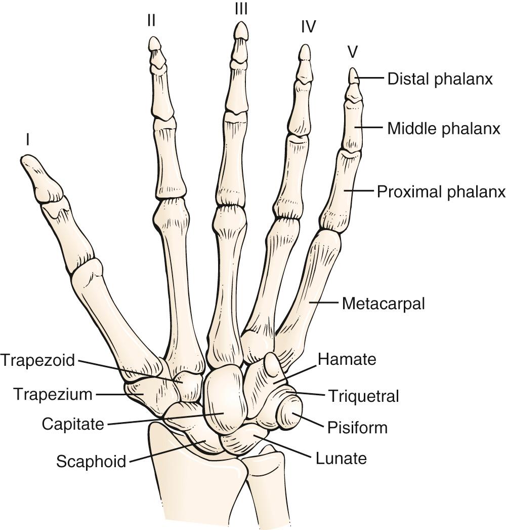 Fig. 20.9, Anatomy of the Wrist and Fingers.