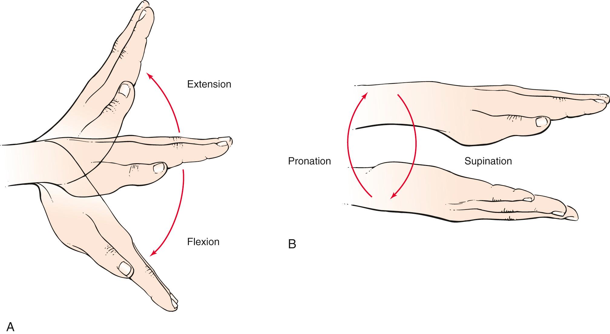Fig. 20.10, Range of Motion at the Wrist Joint.