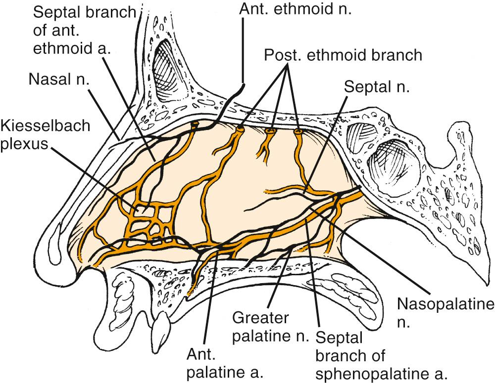 Fig. 29.3, Depiction of the blood and neural supply to the nasal septum.