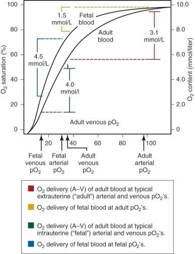 Figure 2-2, Difference in the hemoglobin–oxygen (O 2 ) dissociation curve between newborns and adults. The left shift of the newborn curve enhances the amount of O 2 that can be delivered at lower O 2 tensions. For example, comparing the difference in O 2 content of blood at fetal arterial and venous (A-V) partial pressure of oxygen (pO 2 ) values, fetal blood delivers 4.9 mmol/L, whereas adult blood delivers only 4 mmol/L. In contrast, at typical adult arterial and venous pO 2 values, adult blood delivers more O 2 (3.1 mmol/L) compared with fetal blood (1.5 mmol/L).