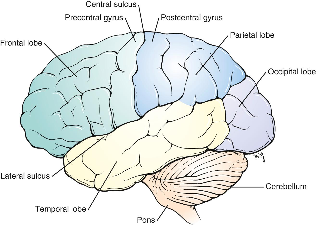 Fig. 21.1, Lateral View of the Left Cerebral Hemisphere.