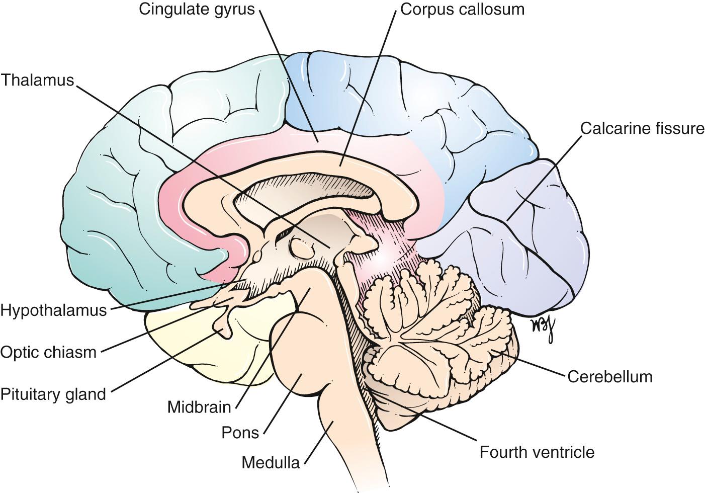 Fig. 21.2, Medial View of the Right Cerebral Hemisphere.