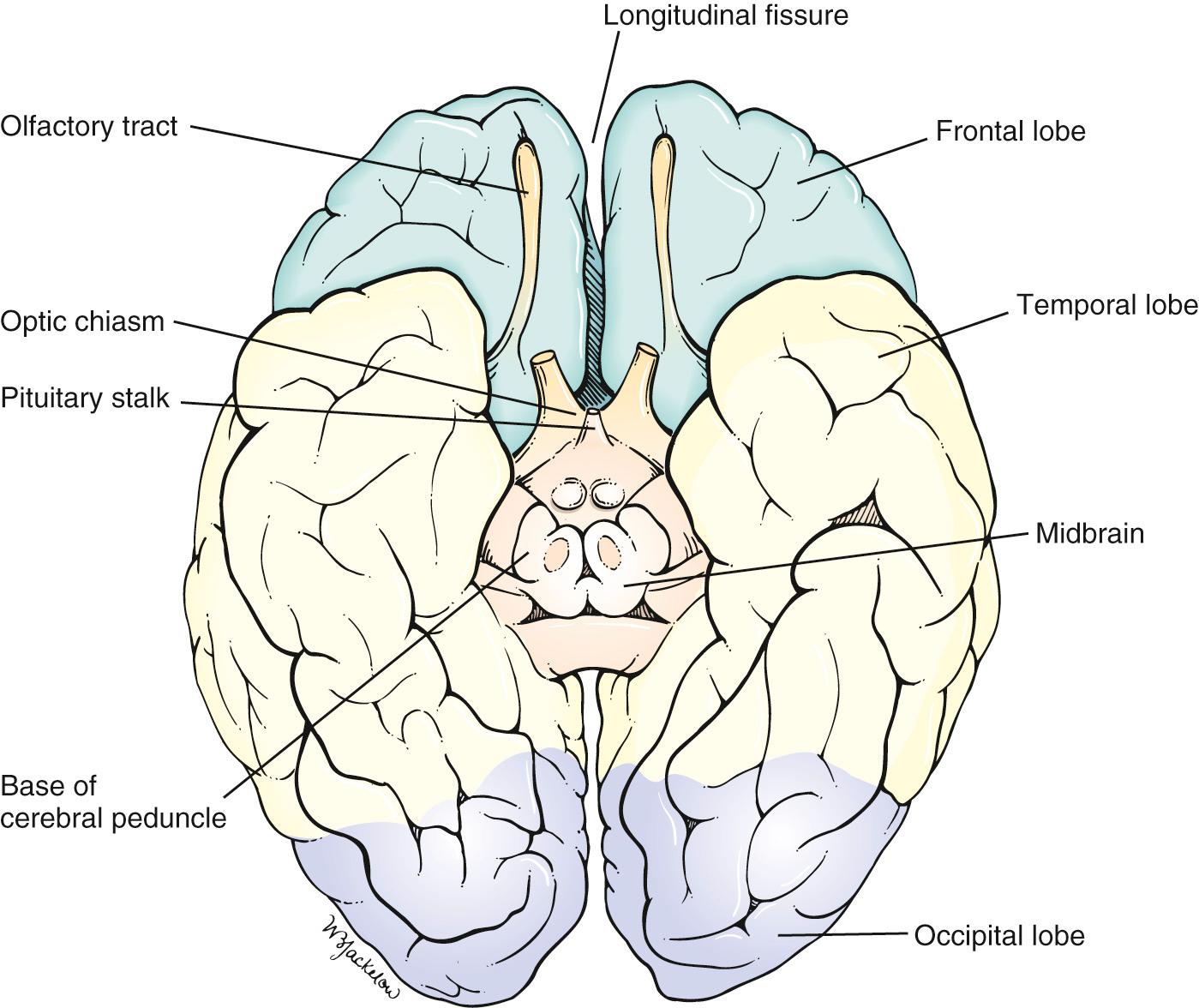 Fig. 21.3, Basal View of the Cerebral Hemispheres.