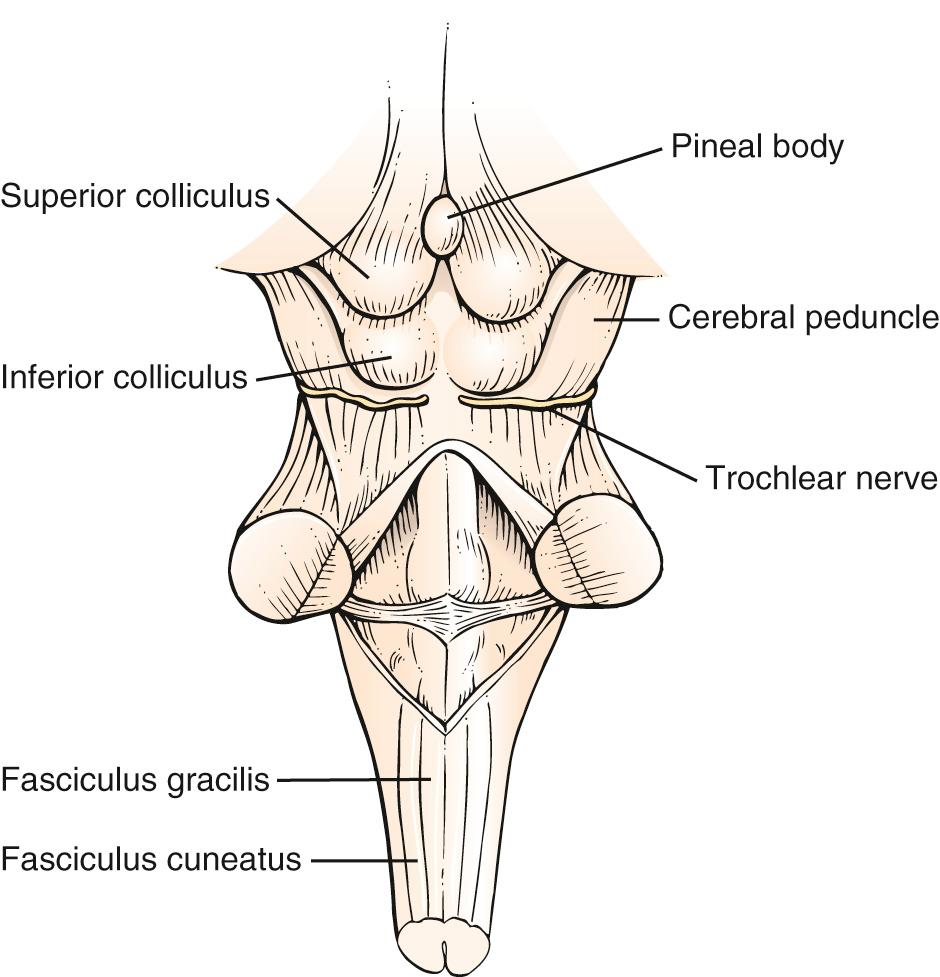 Fig. 21.4, Anatomy of the Brain Stem.