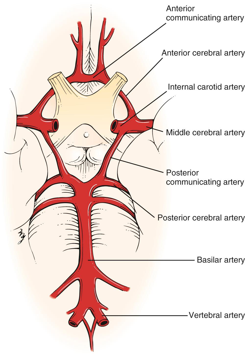 Fig. 21.5, Circle of Willis.