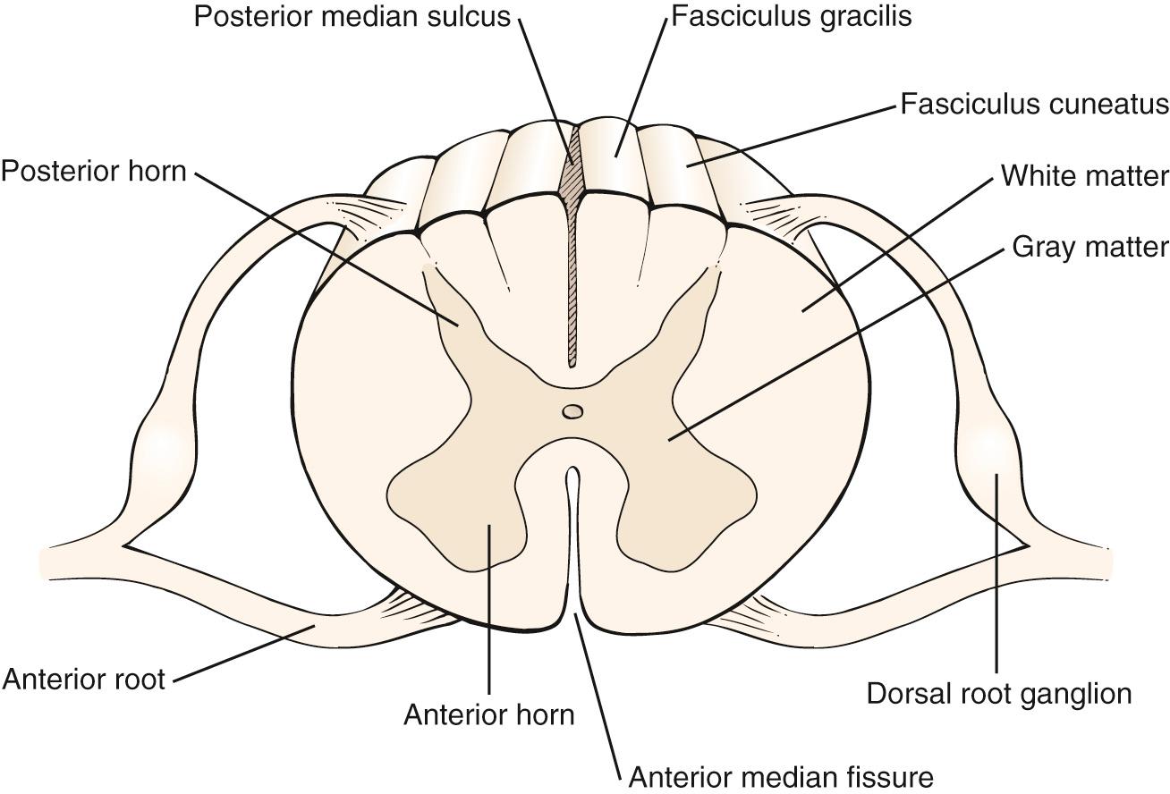 Fig. 21.6, Cross-Sectional View Through the Spinal Cord.