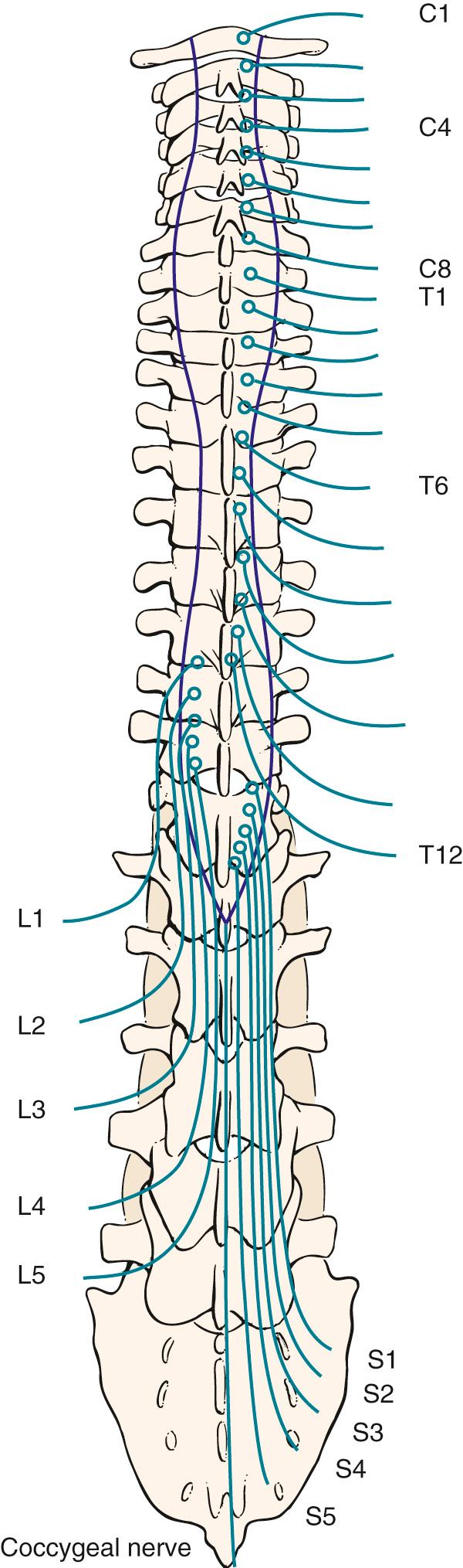 Fig. 21.7, Spinal Nerves.