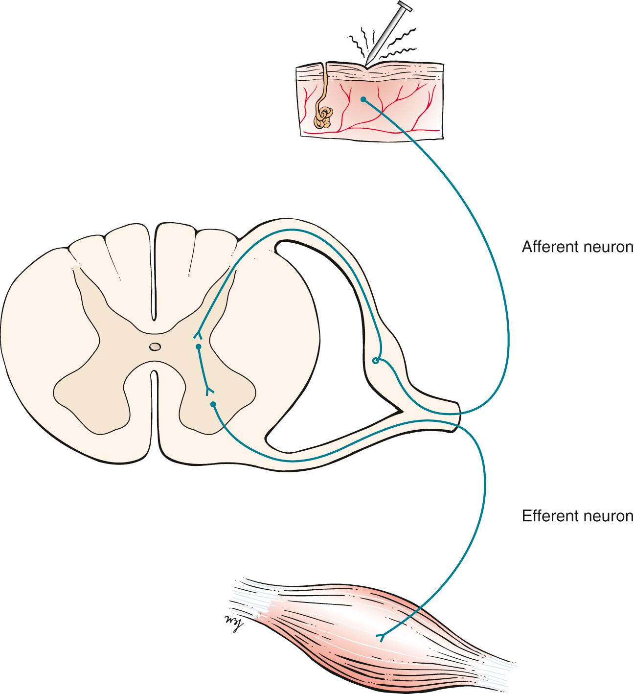 Fig. 21.8, Reflex Spinal Arc.