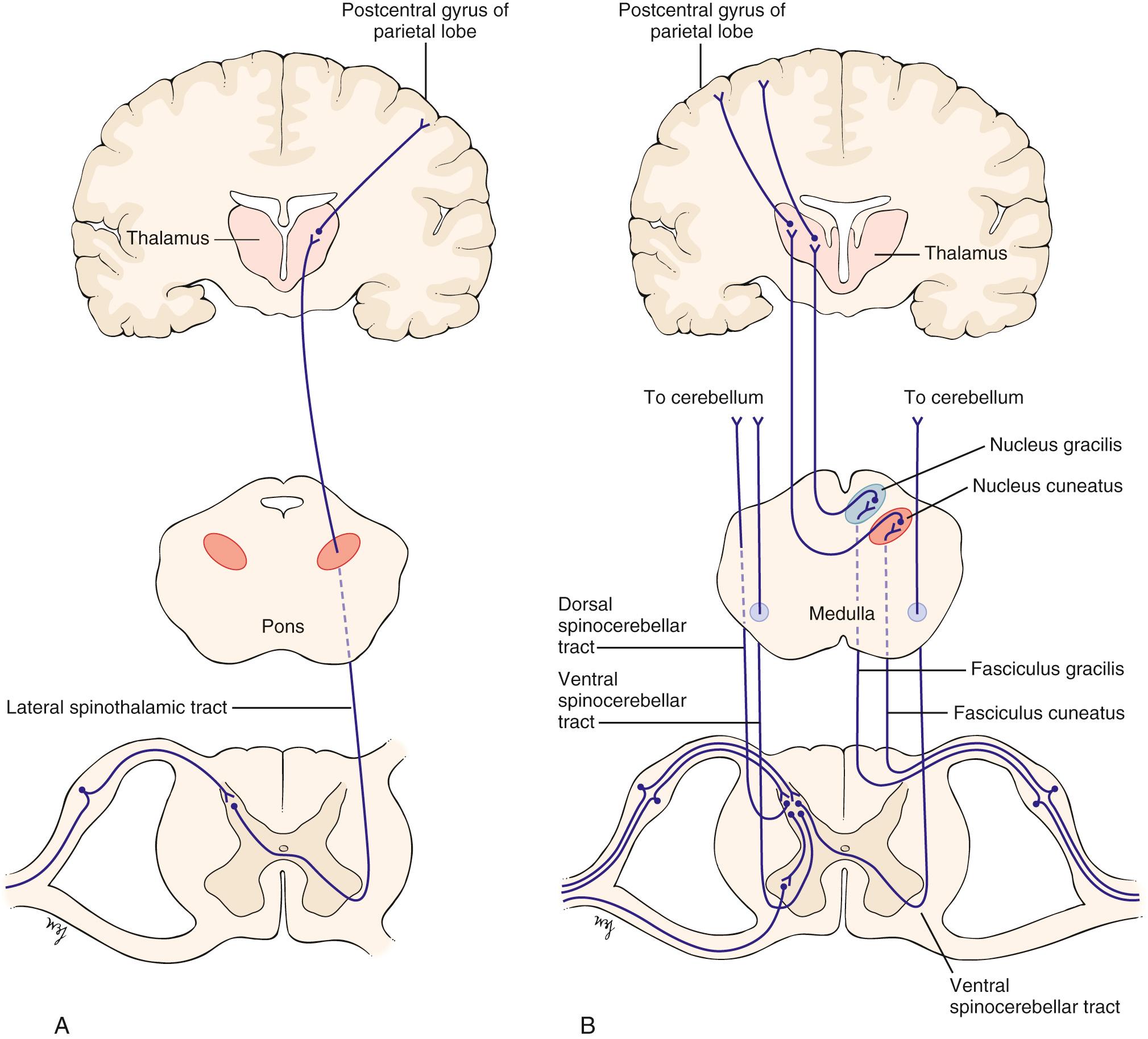 Fig. 21.9, Conscious Appreciation of Sensation.