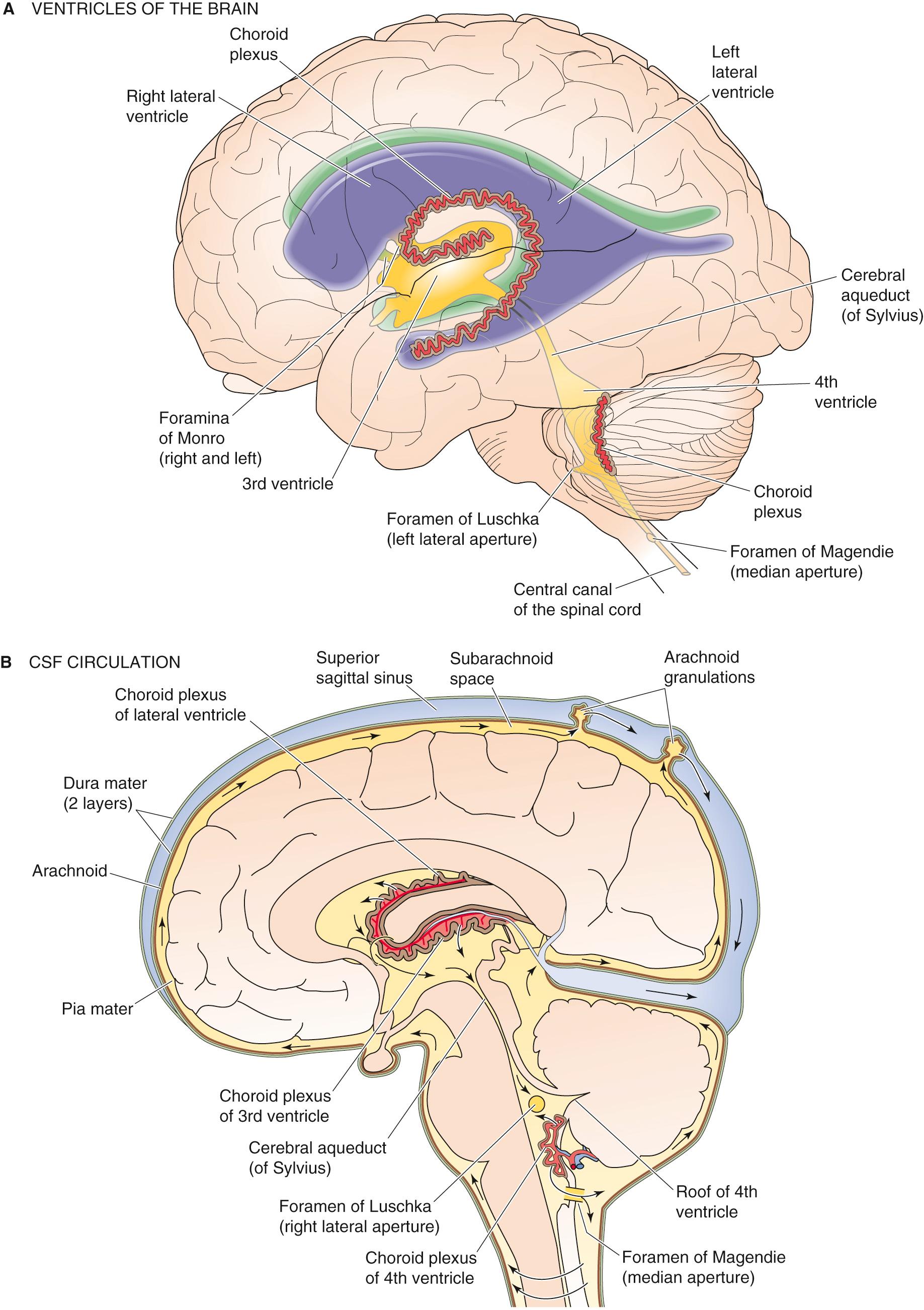 Figure 11-1, The brain ventricles and the CSF. A, This is a transparent view, looking from the left side of the brain. The two lateral ventricles communicate with the third ventricle, which in turn communicates with the fourth ventricle. B, Each ventricle contains a choroid plexus, which secretes CSF. The CSF escapes from the fourth ventricle and into the subarachnoid space through the two lateral foramina of Luschka and the single foramen of Magendie.