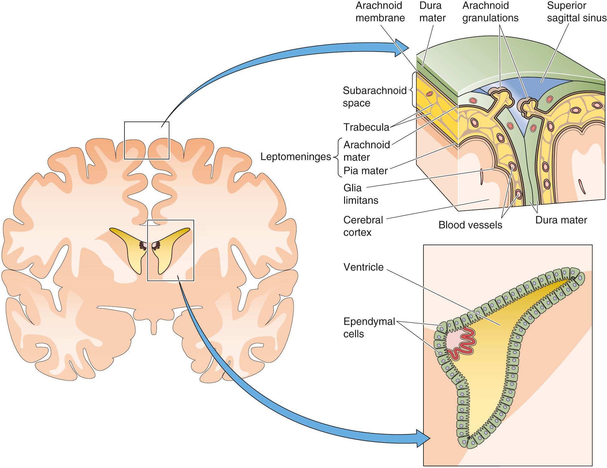 Figure 11-2, The meninges and ependymal cells. The figure represents a coronal section through the anterior portion of the brain. The upper inset shows the three layers of meninges: the dura mater, which here is split into two layers to accommodate the superior sagittal sinus (filled with venous blood); the arachnoid mater, which is formed by cells that are interconnected by tight junctions; and the pia mater, which closely adheres to a layer composed of astrocyte endfeet that are covered by a basement membrane (glia limitans). The lower inset shows ependymal cells lining the interior of the frontal horn of the left ventricle. Both the subarachnoid space and the cavities of the ventricles are filled with CSF.