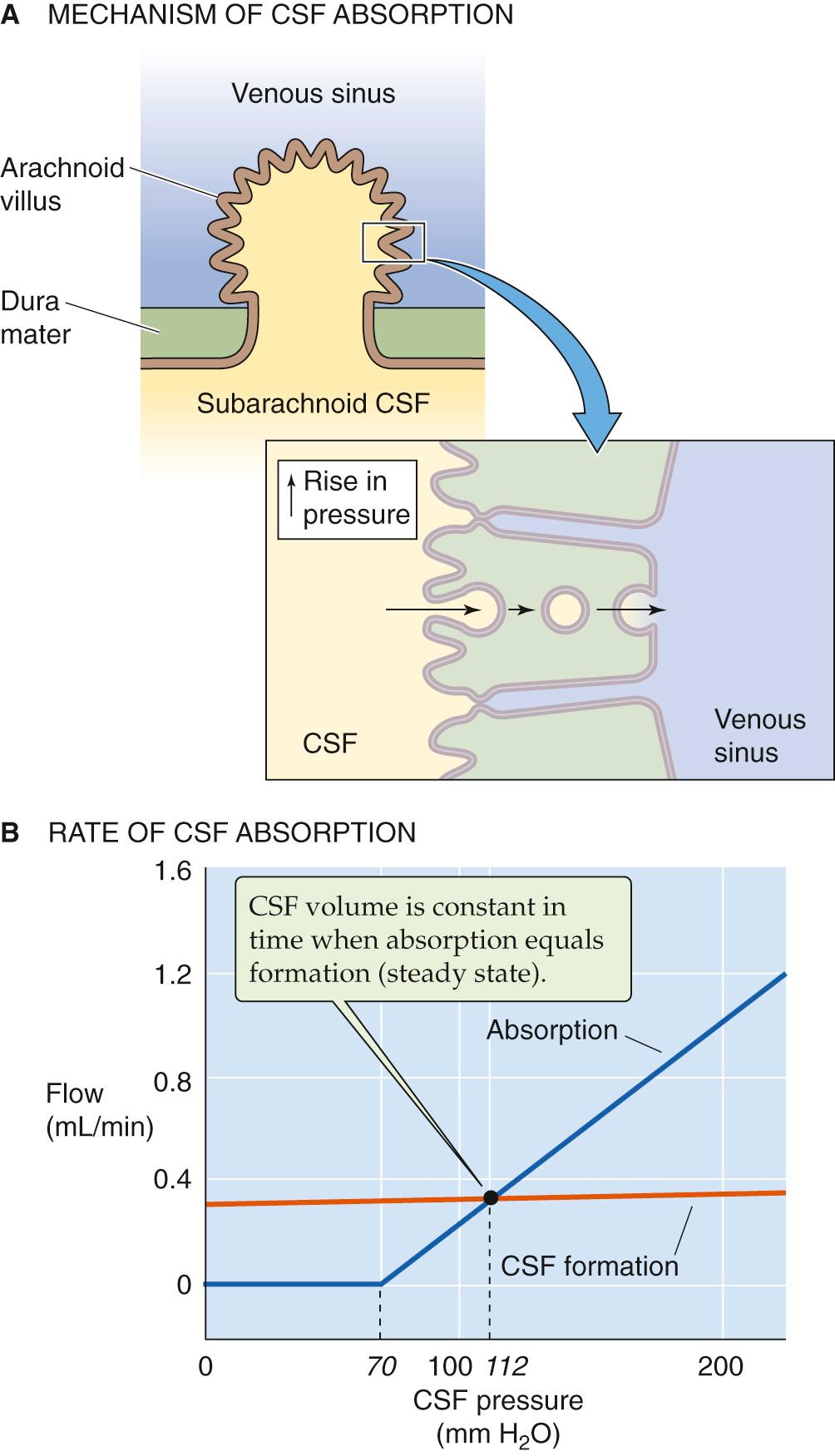 Figure 11-3, Absorption of CSF. A, Arachnoid villi—or the larger arachnoid granulations (not shown)—are specialized evaginations of the arachnoid membrane through the dura mater and into the lumen of the venous sinus. The absorption of CSF may involve transcytosis. Note that arachnoid villi and granulations serve as one-way valves; fluid cannot move from the vein to the subarachnoid space. B, The rate of CSF formation is virtually insensitive to changes in the pressure of the CSF. On the other hand, the absorption of CSF increases steeply at CSF pressures above ~70 mm H 2 O.