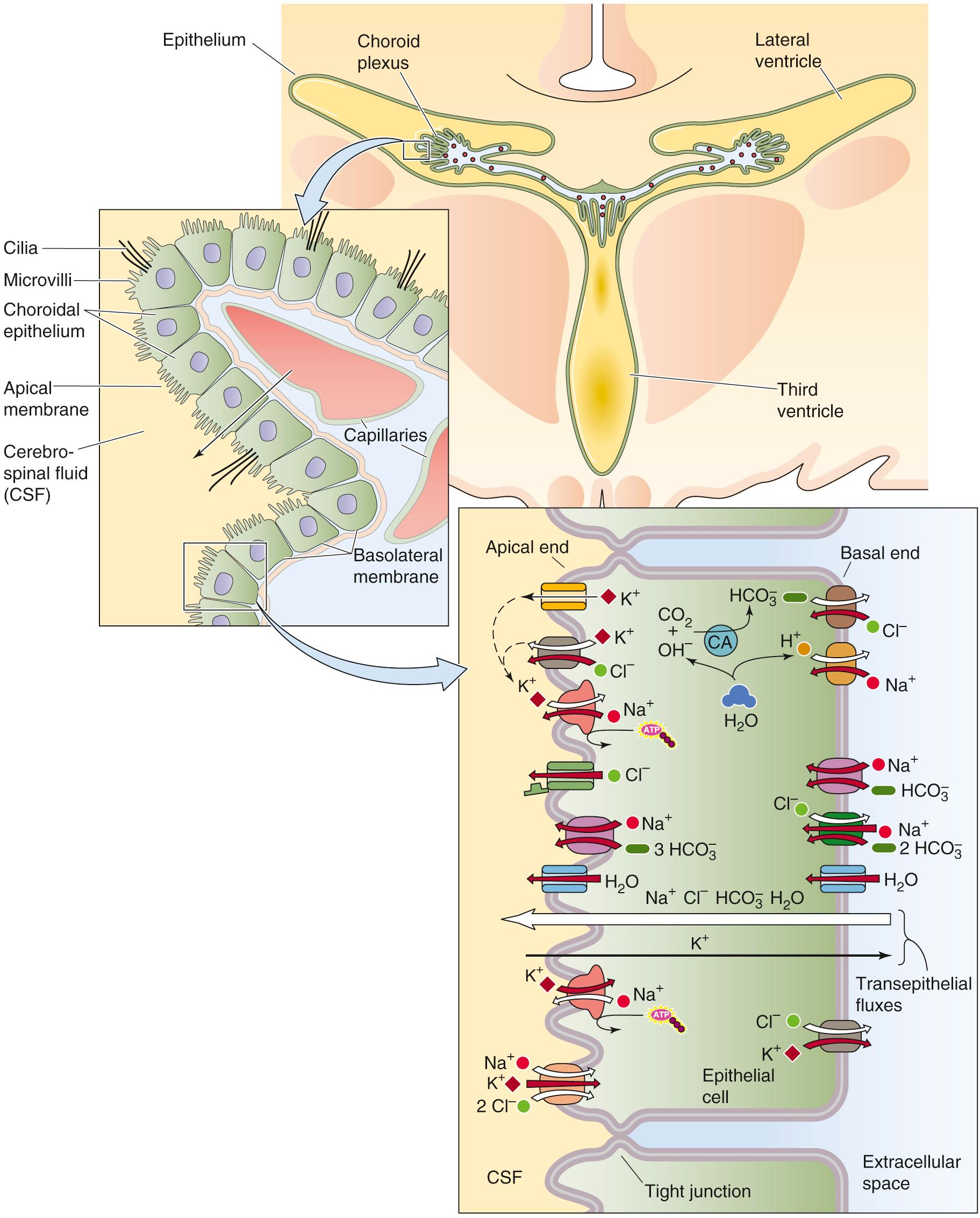 Figure 11-4, Secretion of CSF by the choroid plexus. The top panel shows the location of the choroid plexuses in the two lateral ventricles and the third ventricle. The middle panel shows the organization of a single fold of choroidal epithelial cells, with the basolateral membranes of the epithelial cells overlying capillaries and the apical membranes facing the CSF. The bottom panel shows a single choroid epithelial cell and several of the transporters and channels that are believed to play a role in the isosmotic secretion of CSF. Above the large leftward-pointing white arrow, the red arrows show the pathways for the secretion of Na + , Cl − , , and H 2 O into the CSF. Below the heavy rightward-pointing black arrow, the red arrows show pathways of K + absorption. CA, carbonic anhydrase.