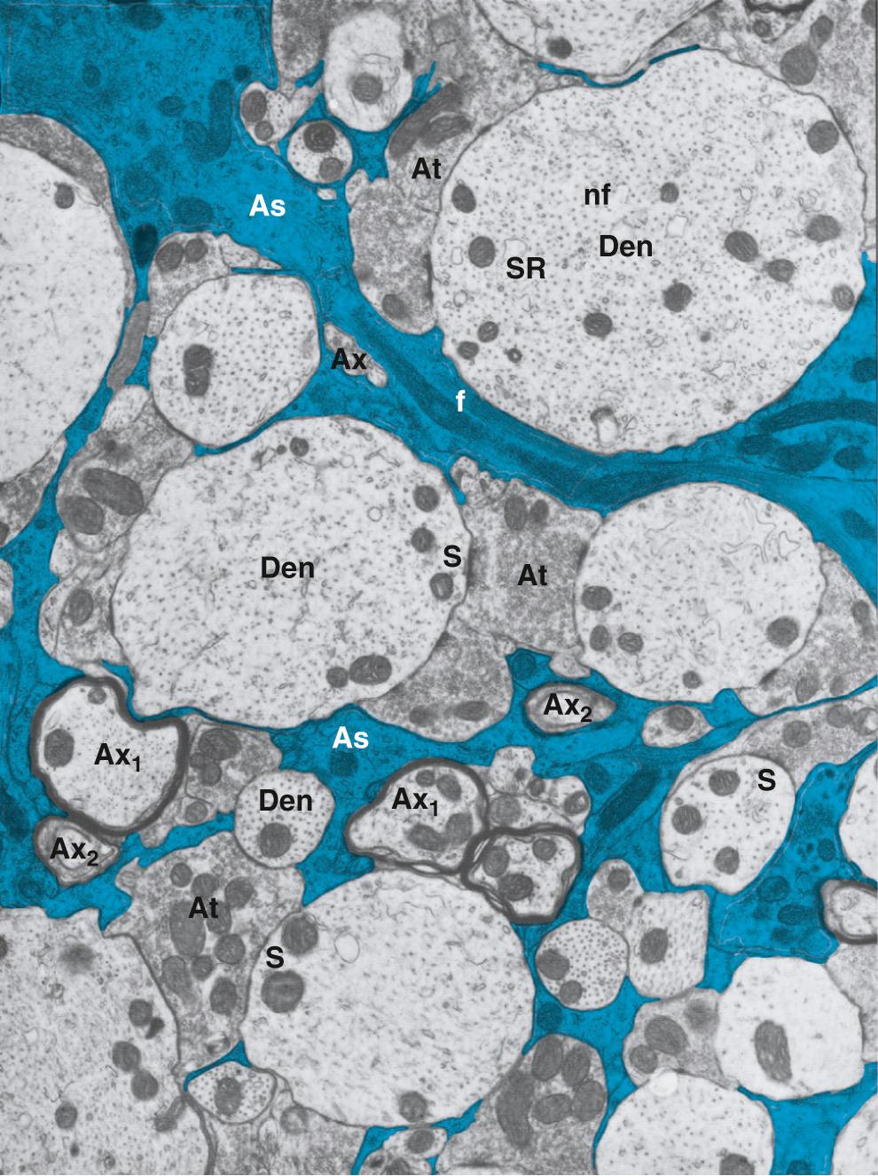 Figure 11-5, Tight packing of neurons and astrocytes. This is an electron micrograph of a section of the spinal cord from an adult rat showing the intermingling and close apposition of neurons and glial cells, mainly astrocytes. Neurons and glial cells are separated by narrow clefts that are ~20 nm wide and not visible at this magnification. The BECF in this space creates a tortuous path for the extracellular diffusion of solutes. Astrocyte processes are colored. As, astrocytes; At, en passant synapses; Ax, unmyelinated axons; Ax 1 and Ax 2 , myelinated axons; Den, dendrites; f, astrocytic fibrils; nf, neurofilaments; S, synapses; SR, smooth endoplasmic reticulum.