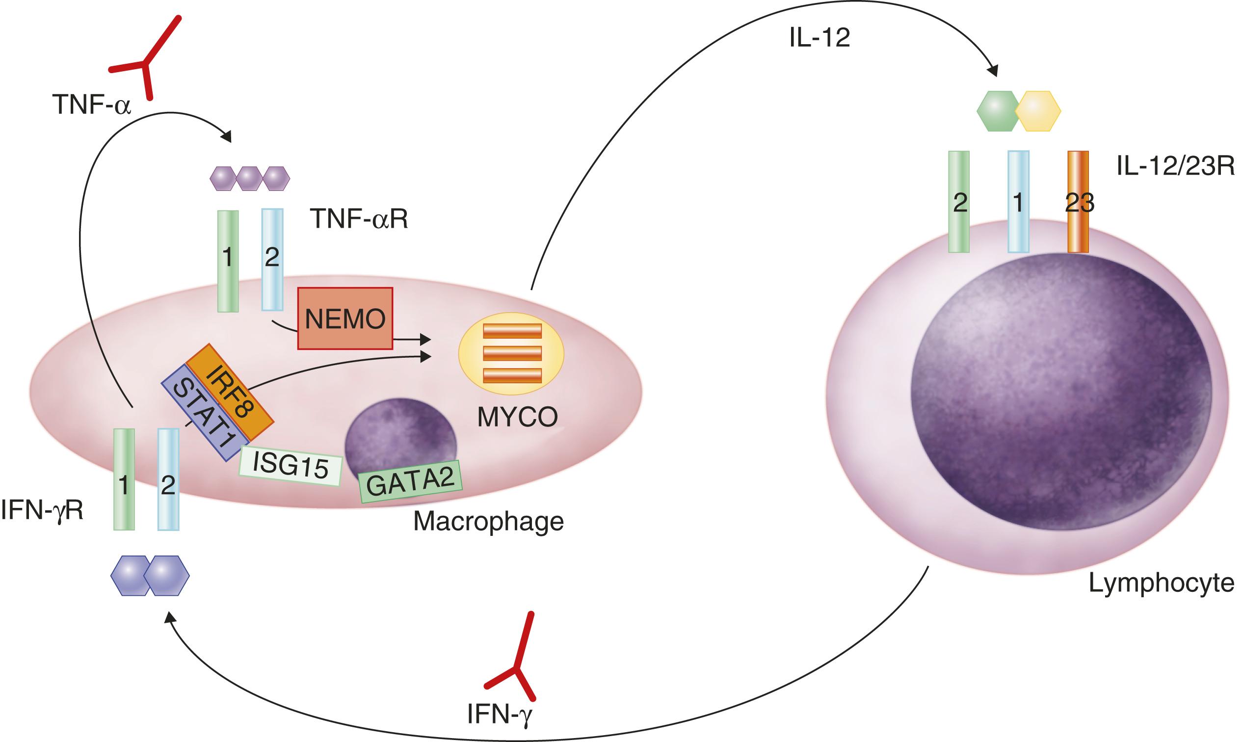 E-FIGURE 300-1, Schematization of the critical cytokine interactions between infected macrophages and T and natural killer lymphocytes.