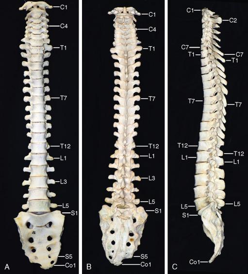FIGURE 3-1, Full length of the spinal column. Dried osseous vertebrae. Anterior ( A ), posterior ( B ), and lateral ( C ) surfaces. This overview emphasizes the changing curvatures, proportions, and orientations of the vertebral bodies, transverse processes, neural foramina, laminae, and spinous processes over the length of the cervical (C), thoracic (T), lumbar (L), sacral (S), and coccygeal (Co) segments of the spinal column. These anatomic transitions are detailed in magnified images of each section presented sequentially through this and the following chapter.