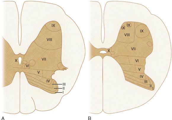 FIGURE 5-12, Rexed laminae of the thoracic ( A ) and lumbar ( B ) spinal cord. Diagrammatic representation. Roman numbers designate the approximate sites of the Rexed laminae of the gray matter in the cat. See text and the legend for Figure 5-13 .