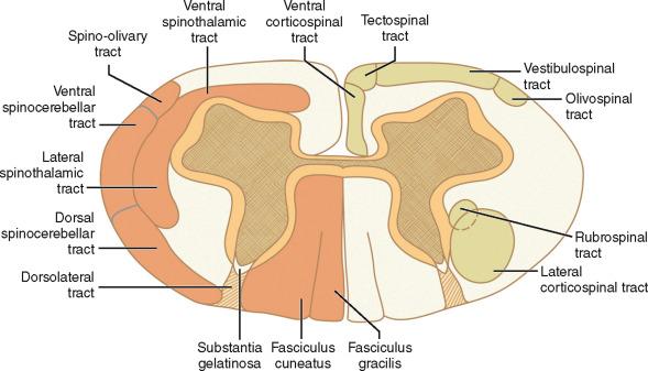 FIGURE 5-14, Overview of the white matter tracts of the spinal cord. The propriospinal fibers ( pale orange ) hug the external surface of the gray matter. They include the ventral, lateral, and dorsal ground bundles ( no hatching ) that course solely within their own funiculi, the dorsolateral tract (fasciculus) of Lissauer ( cross hatched ) that courses intersegmentally at the dorsal root entry zone, and the ventral white commissure in the midline. The ascending fiber tracts ( dark orange ) include the fasciculi gracilis and cuneatus in the dorsal columns, the dorsal spinocerebellar tract, ventral spinocerebellar tract, and spino-olivary tract that form the lateral surface of the lateral columns, and the ventral and lateral spinothalamic tracts that lie between the ground bundles and these superficial tracts in the lateral and ventral columns. The descending fiber tracts ( yellow-green ) include the ventral and lateral corticospinal tracts, the vestibulospinal tracts, and the rubrospinal tracts, as well as other smaller bundles.