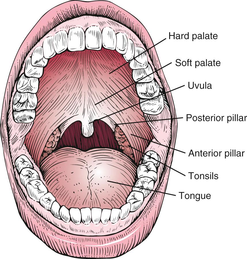 Fig. 12.1, The Oral Cavity.