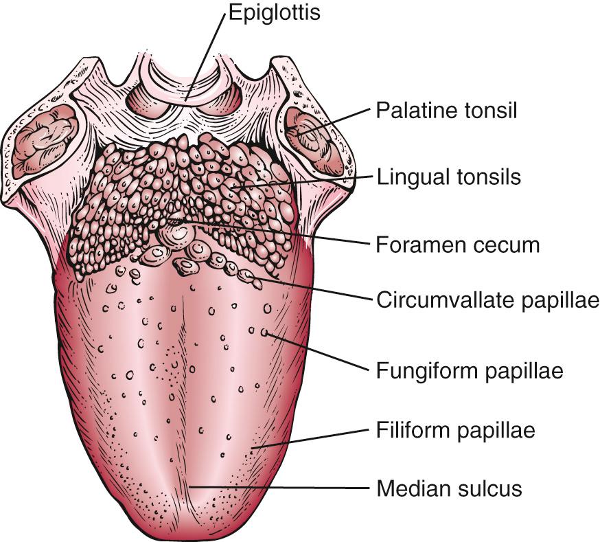 Fig. 12.2, The Tongue Viewed From Above.