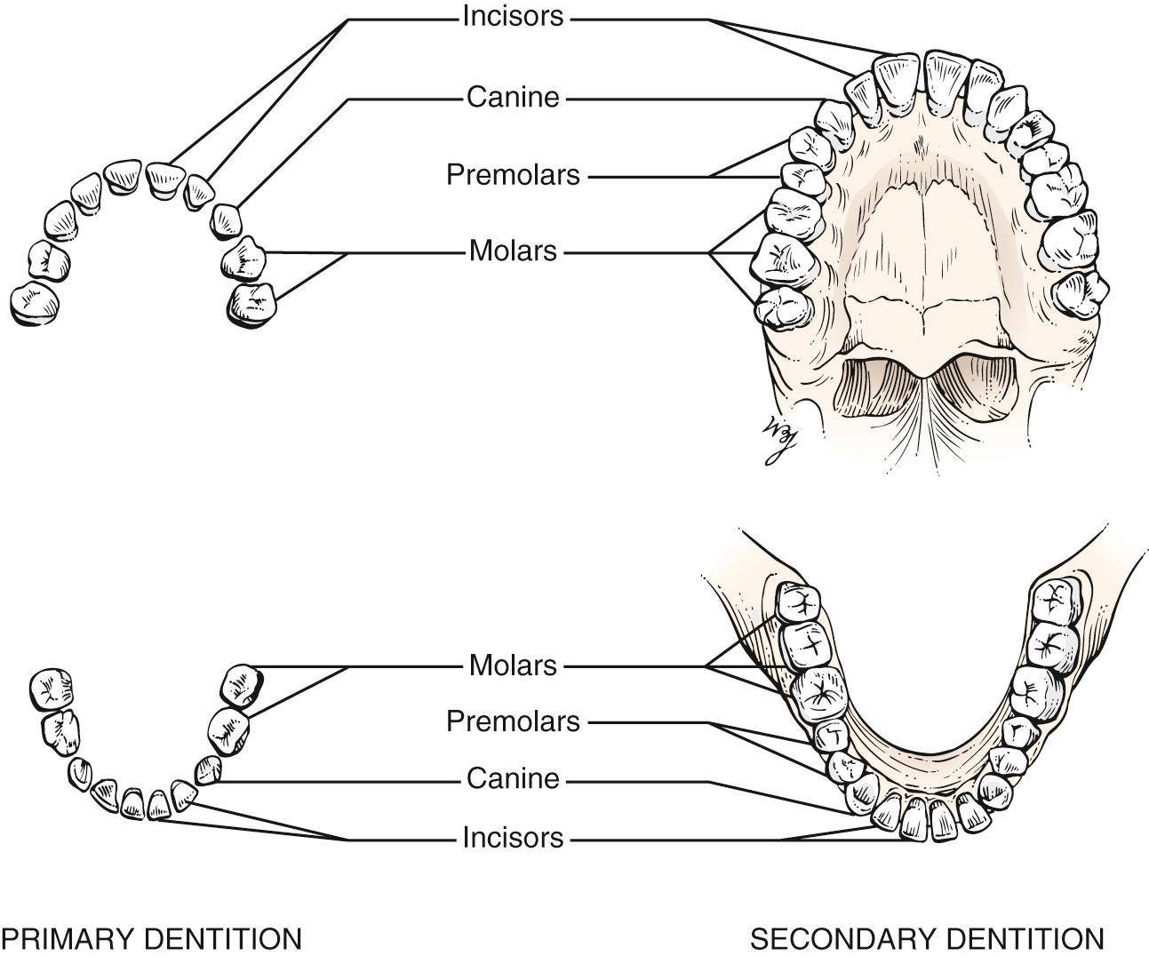 Fig. 12.6, Primary Dentition (left) and Secondary Dentition (right) .