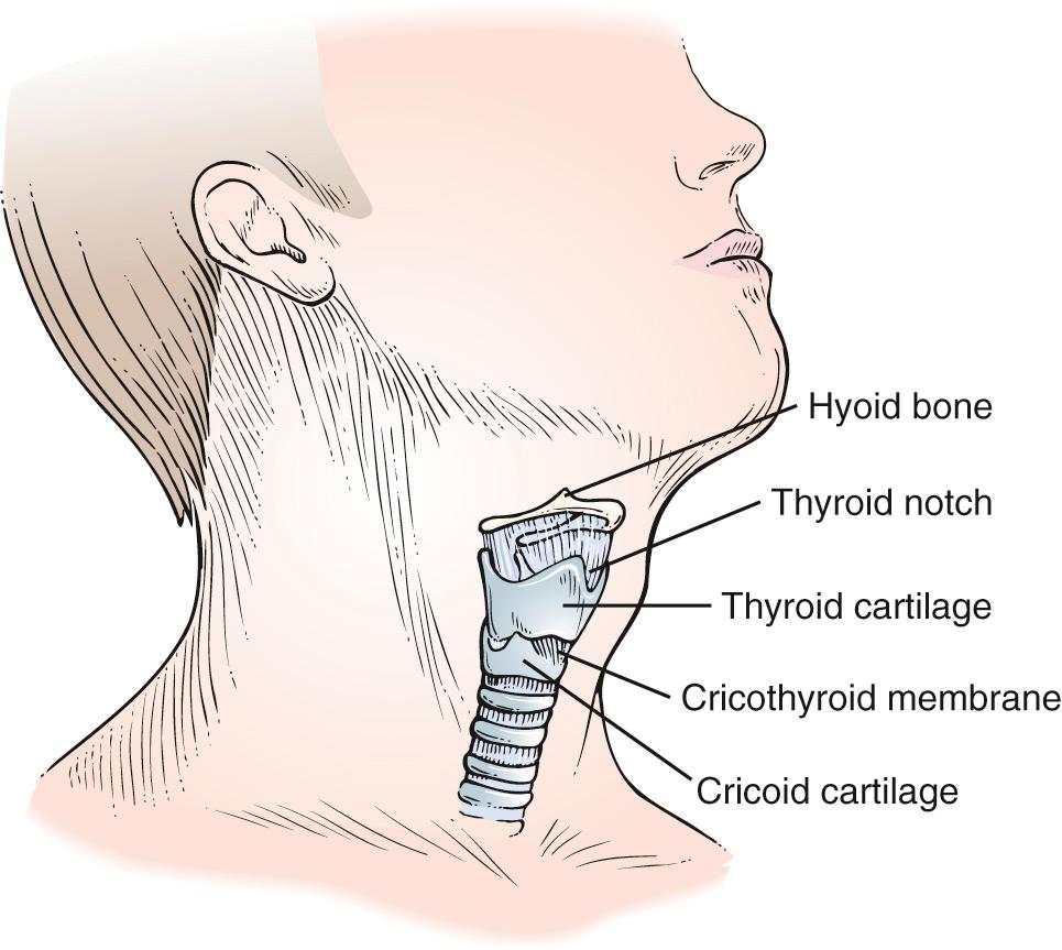 Fig. 12.8, Laryngeal Cartilages.