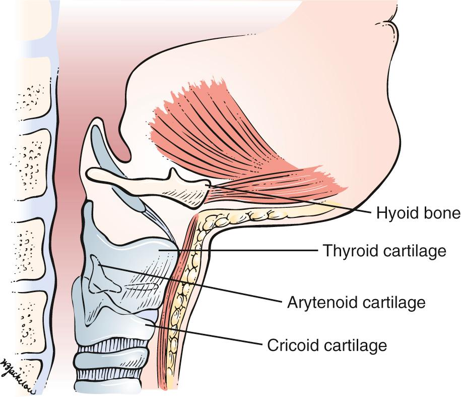 Fig. 12.9, Laryngeal Skeleton.