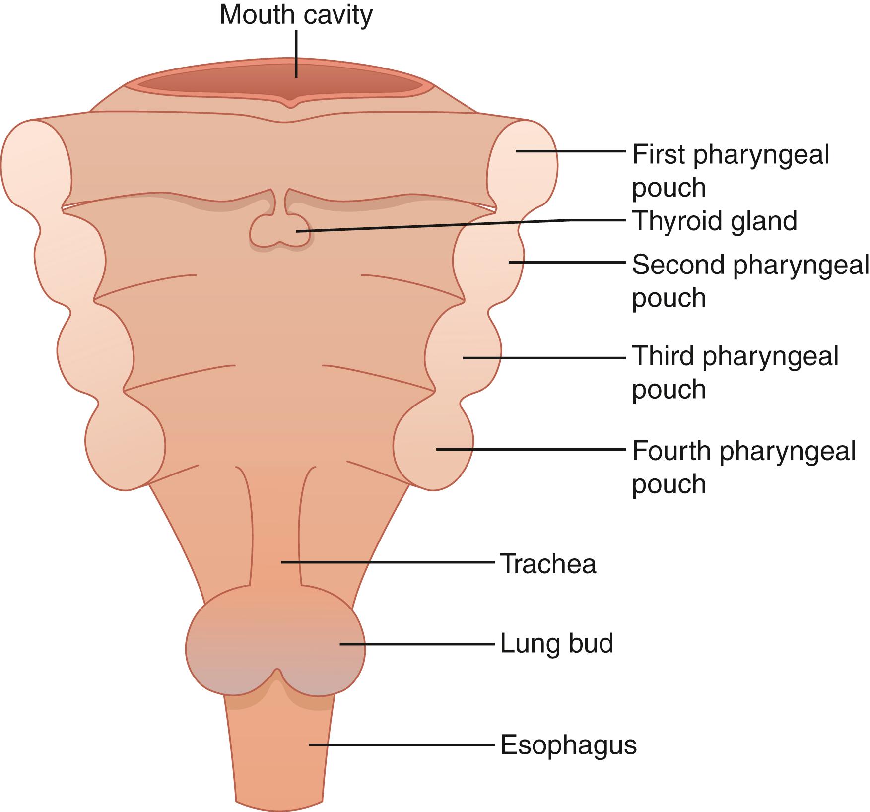 Fig. 38.1, The four pharyngeal pouches at the fourth week of embryologic development. The thyroid gland can be seen as an endodermal outpouching originating from the foramen cecum.