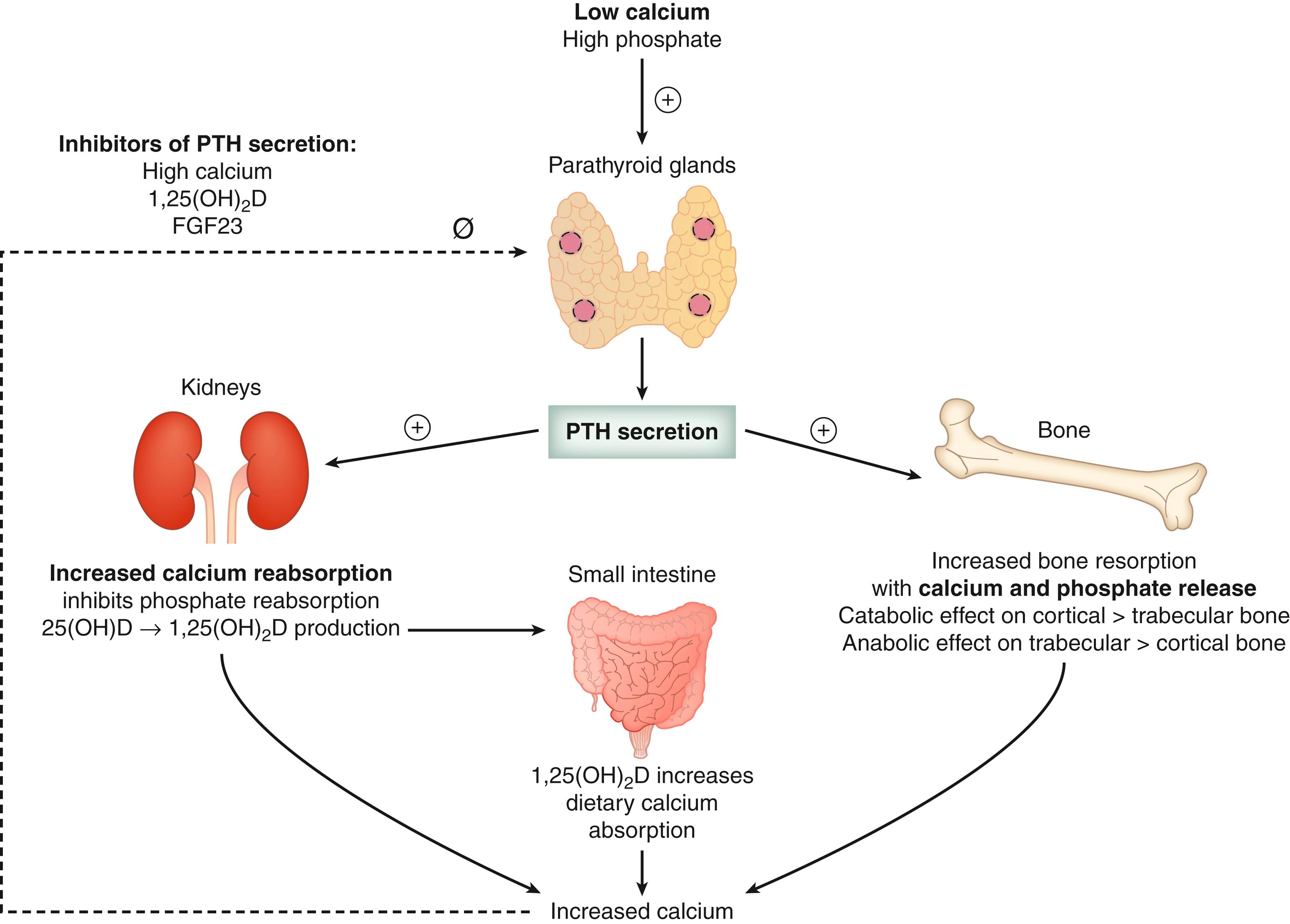 Fig. 38.7, Regulators of parathyroid hormone (PTH) secretion and PTH effects on calcium homeostasis. FGF23 , Fibroblast growth factor 23; 25(OH)D , 25-hydroxyvitamin D; 1,25(OH) 2 D , 1,25-dihydroxyvitamin D.