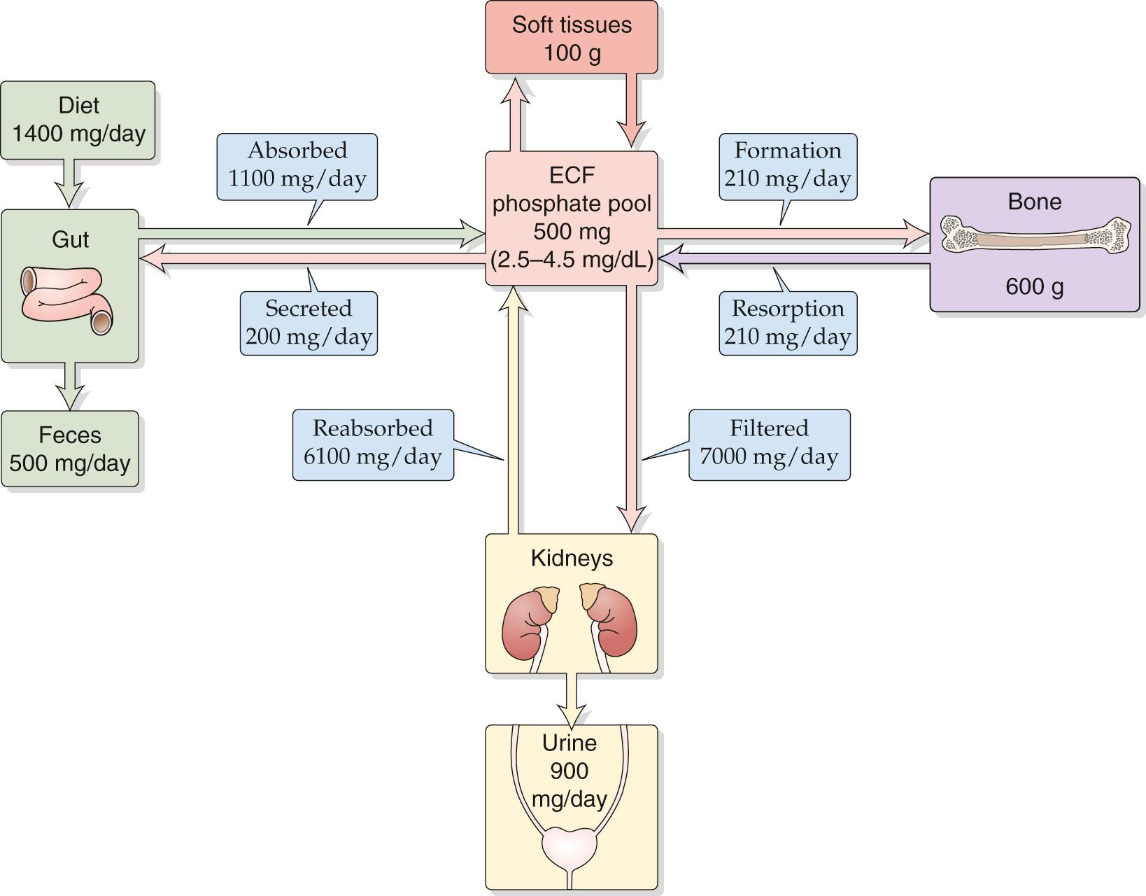 Figure 52-2, Phosphate distribution and balance. Note that all values are examples for a 70-kg human, expressed in elemental phosphorus. These values can vary depending on factors such as diet.