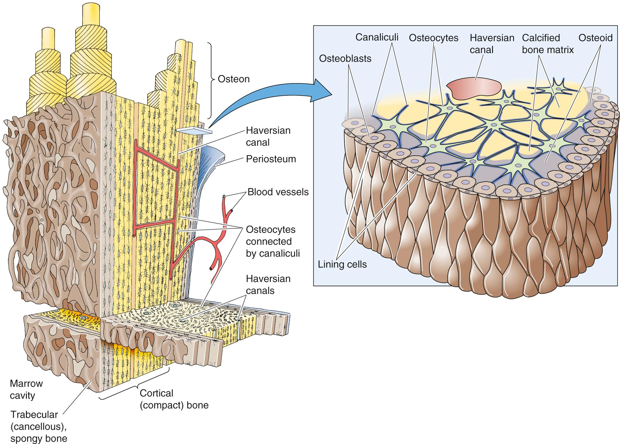 Figure 52-3, Cortical and trabecular bone. Under the periosteum is a layer of compact cortical bone that surrounds the more reticulated trabecular bone. The fundamental unit of cortical bone is the osteon, a tube-like structure that consists of a haversian canal surrounded by ring-like lamellae. The inset shows a cross section through an osteon. The superficial lining cells surround the osteoblasts, which secrete osteoid, a matrix of proteins that are the organic part of bone. The lining cells are formed from osteoblasts that become quiescent. Osteocytes are osteoblasts that have become surrounded by matrix. Canaliculi allow the cellular processes of osteocytes to communicate, via gap junctions, with each other and with osteoblasts on the surface. Trabecular bone has both osteoblasts and osteoclasts on its surface; this is where most bone remodeling takes place.