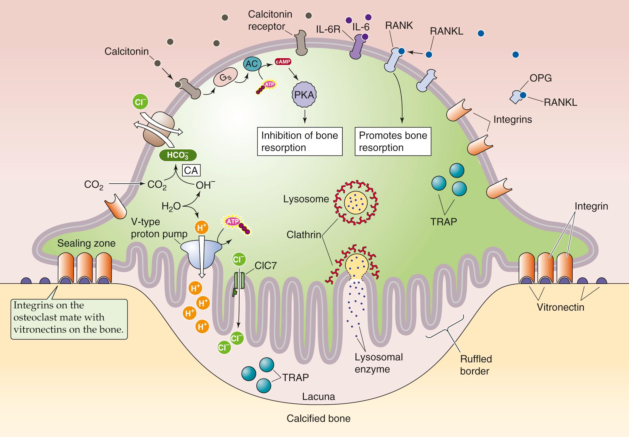 Figure 52-5, Bone resorption by the osteoclast. The osteoclast moves along the surface of bone and settles down, sealing itself to the bone via integrins that bind to vitronectins on the bone surface. The osteoclast reabsorbs bone by secreting H + and acid proteases into the lacuna. Thus, the osteoclast behaves as a one-cell epithelium. The acid secretion is mediated by a V-type H pump and ClC7 Cl − channel at the ruffled border membrane facing the lacuna. Carbonic anhydrase (CA) in the cytosol supplies the H + to the H pump and also produces as a byproduct. Cl-HCO 3 exchangers—located on the membrane opposite the ruffled border—remove this . AC, adenylyl cyclase; IL-6R, interleukin-6 receptor; PKA, protein kinase A; TRAP, tartrate-resistant acid phosphatase.