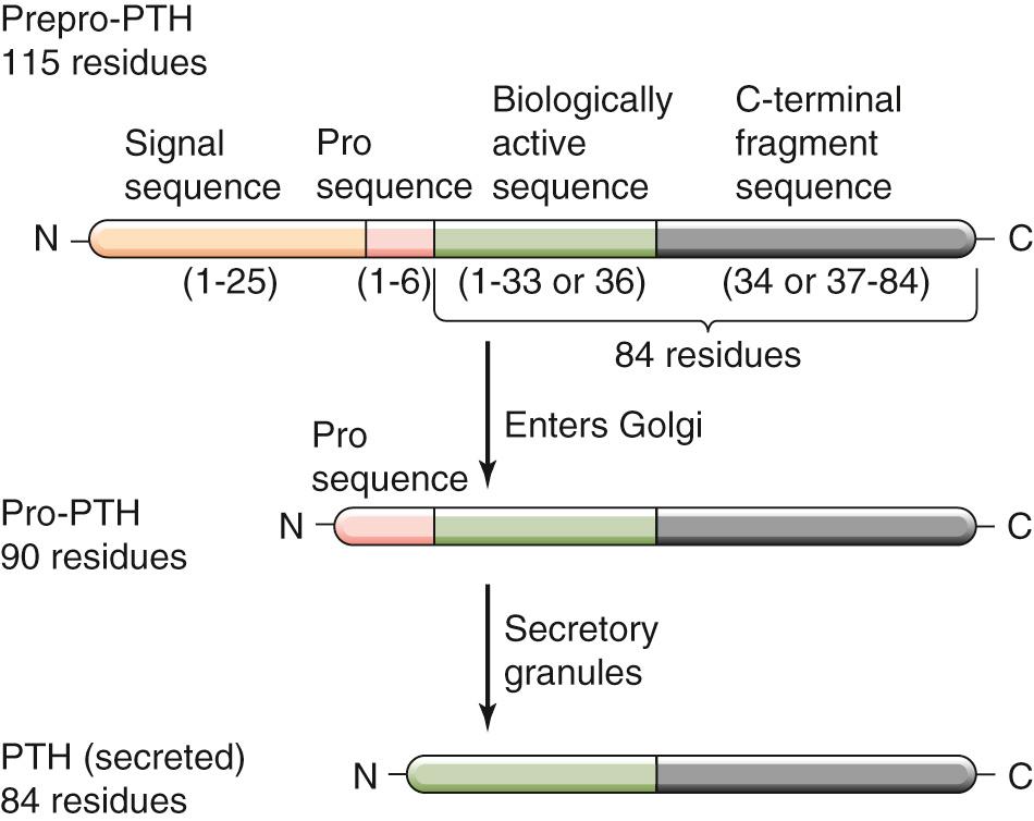 Figure 52-6, PTH synthesis. The synthesis of PTH begins with the production of prepro-PTH (115 amino acids) in the RER. Cleavage of the signal sequence in the ER lumen yields pro-PTH (90 amino acids). During transit through the secretory pathway, enzymes in the Golgi cleave the “pro” sequence, yielding the mature or “intact” PTH (84 amino acids), which is stored in secretory granules. Beginning in the secretory granule, enzymes cleave PTH into two fragments. The N-terminal fragment is either 33 or 36 amino acids in length and contains all of the biological activity.