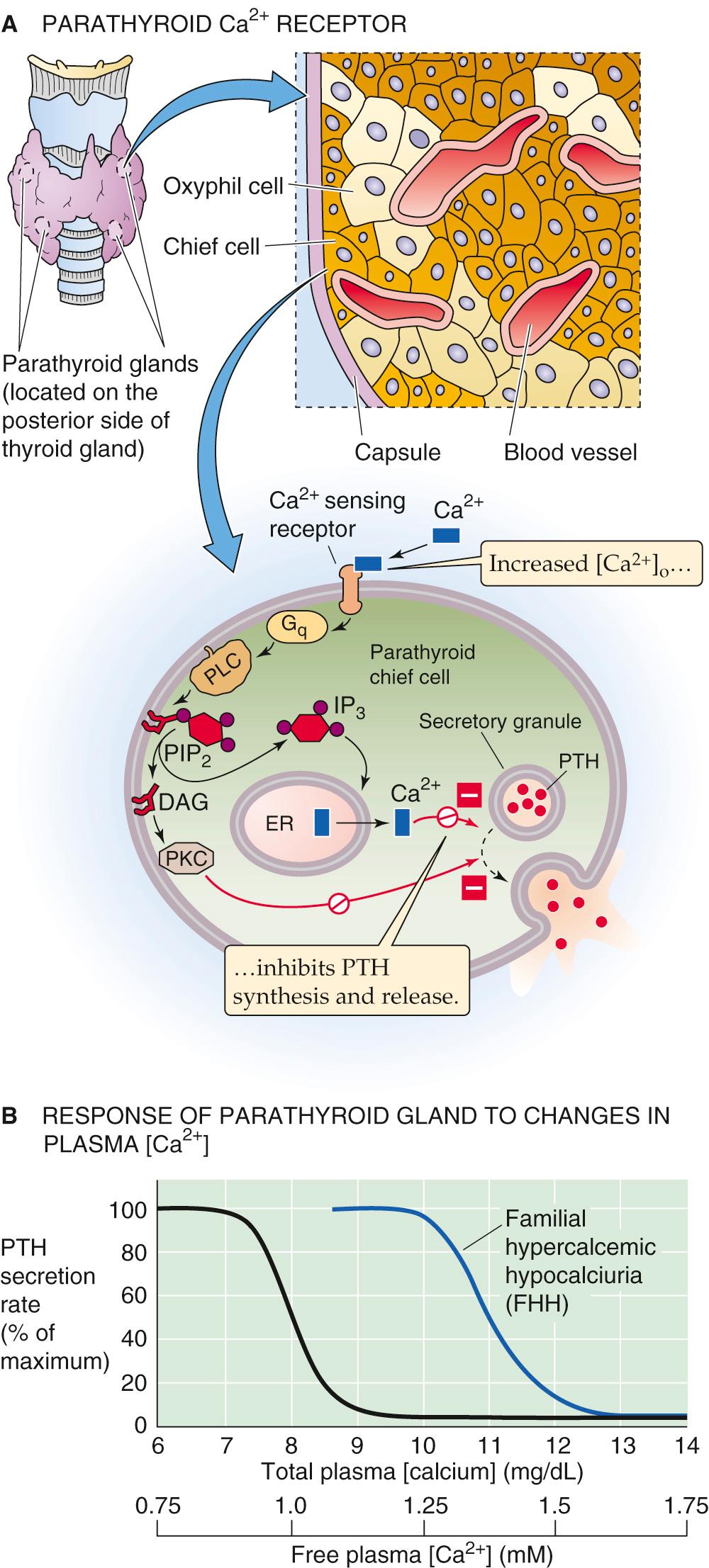 Figure 52-7, PTH secretion and its dependence on ionized Ca 2+ in the plasma. A, Four parathyroid glands lie on the posterior side of the thyroid. The chief cells synthesize, store, and secrete PTH. Increases in extracellular [Ca 2+ ] inhibit PTH secretion in the following manner: Ca 2+ binds to a receptor that is coupled to a heterotrimeric G protein, Gα q , which activates phospholipase C (PLC). This enzyme converts phosphoinositides (phosphatidylinositol 4,5-bisphosphate, or PIP 2 ) to IP 3 and DAGs. The IP 3 causes the release of Ca 2+ from internal stores, whereas the DAG stimulates PKC. Paradoxically, both the elevated [Ca 2+ ] i and the stimulated PKC inhibit release of granules containing PTH. Increased [Ca 2+ ] o also inhibits PTH synthesis. Thus, increased levels of plasma Ca 2+ lower PTH release and therefore tend to lower plasma [Ca 2+ ]. B, Small decreases in free plasma [Ca 2+ ] greatly increase the rate of PTH release. About half of the total plasma Ca 2+ is free. In patients with familial hypocalciuric hypercalcemia (FHH), the curve is shifted to the right; that is, plasma [Ca 2+ ] must rise to higher levels before inhibiting PTH secretion. As a result, these patients have normal PTH levels, but elevated plasma [Ca 2+ ]. ER, endoplasmic reticulum.