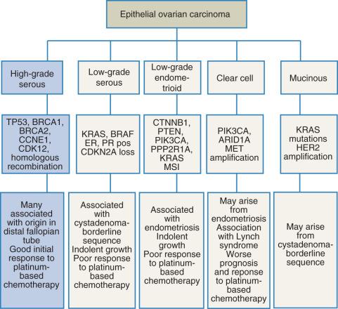 Fig. 25.1, Ovarian epithelial carcinomas, relevant genetic alterations and notes on origin.