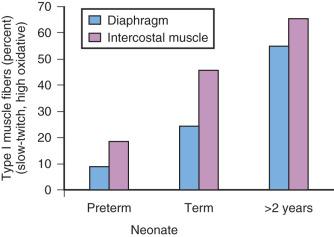FIGURE 14.11, Muscle fiber composition of the diaphragm and intercostal muscles related to age. Note that a preterm infant's diaphragm and intercostal muscles have fewer type I fibers compared with term newborns and older children. The data suggest a possible mechanism for early fatigue in preterm and term infants when the work of breathing is increased.
