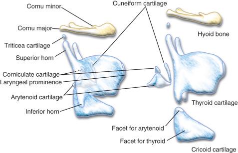 FIGURE 14.8, Laryngeal cartilages. The natural positions of the laryngeal cartilages are presented on the left, with the individual cartilages separated on the right.