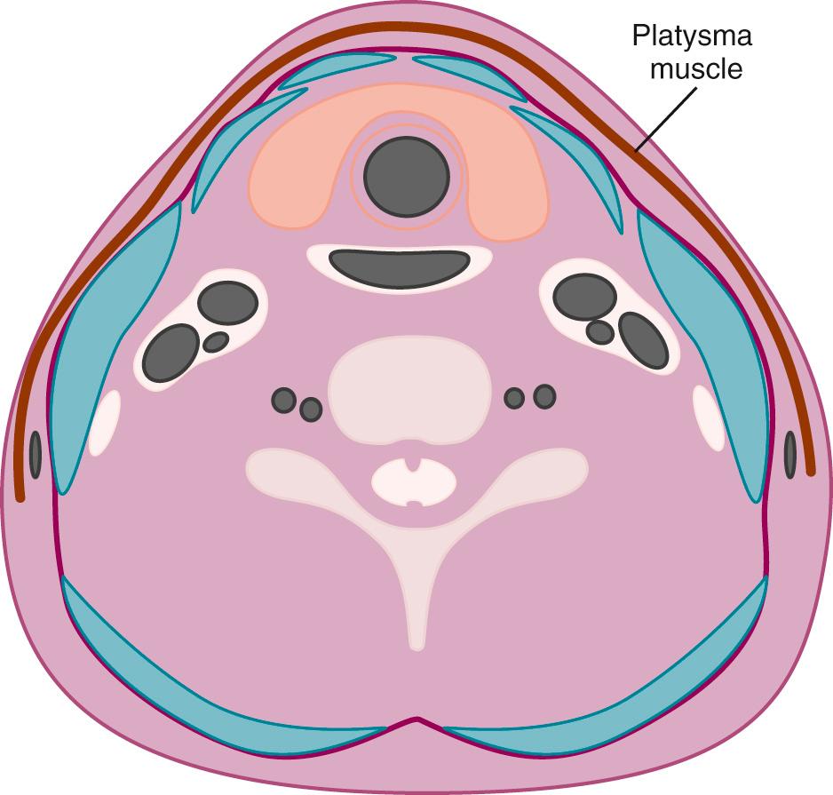 FIG. 48.1, Superficial and Deep Cervical Boundaries.