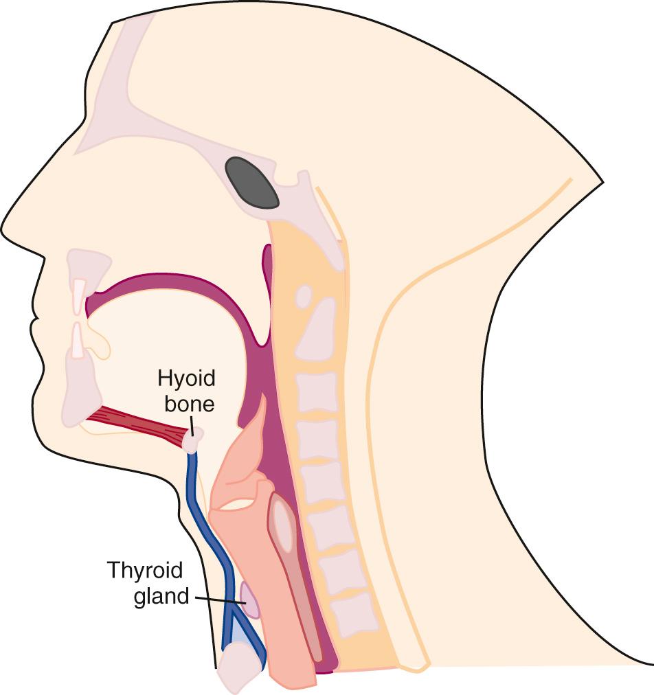 FIG. 48.2, Deep Cervical Fascial Layers.