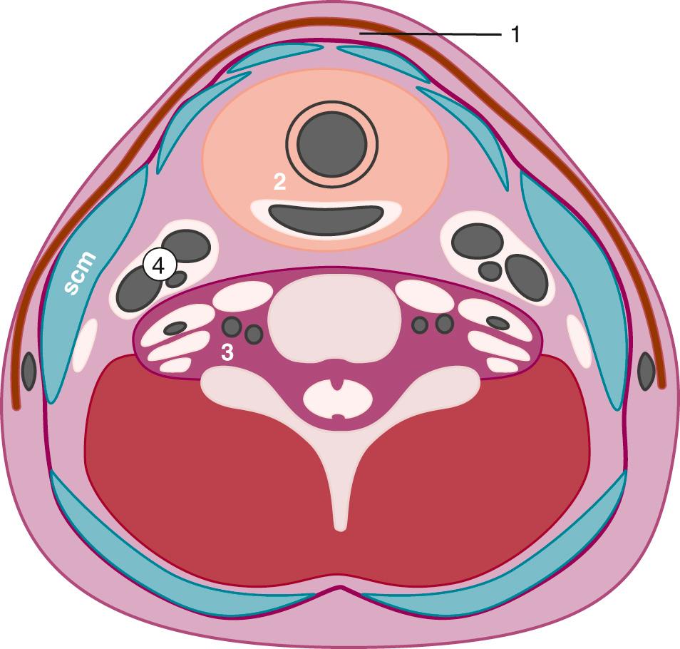 FIG. 48.23, Deep Cervical Fascial Layers of Infrahyoid Space.