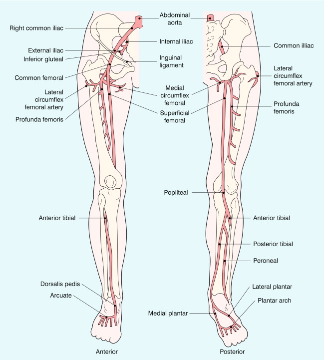 FIGURE 4-1, The lower limb arteries.