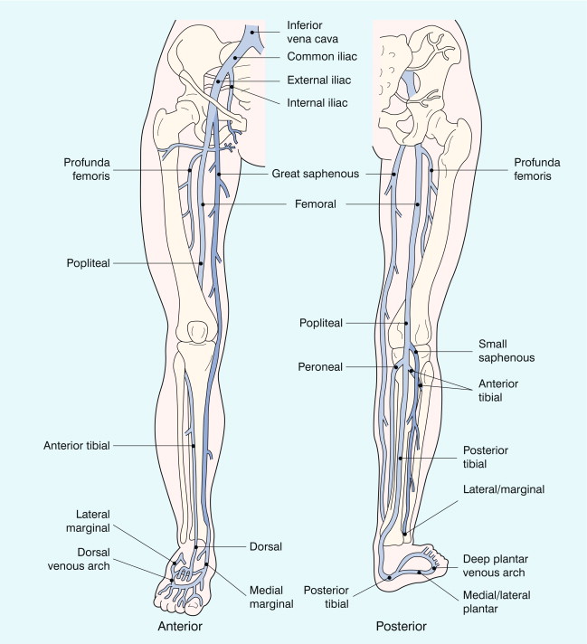 FIGURE 5-1, The veins of the lower limb, showing the superficial and deep systems.