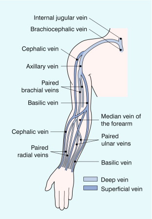 FIGURE 5-11, The veins of the upper limb, showing the main superficial and deep veins.