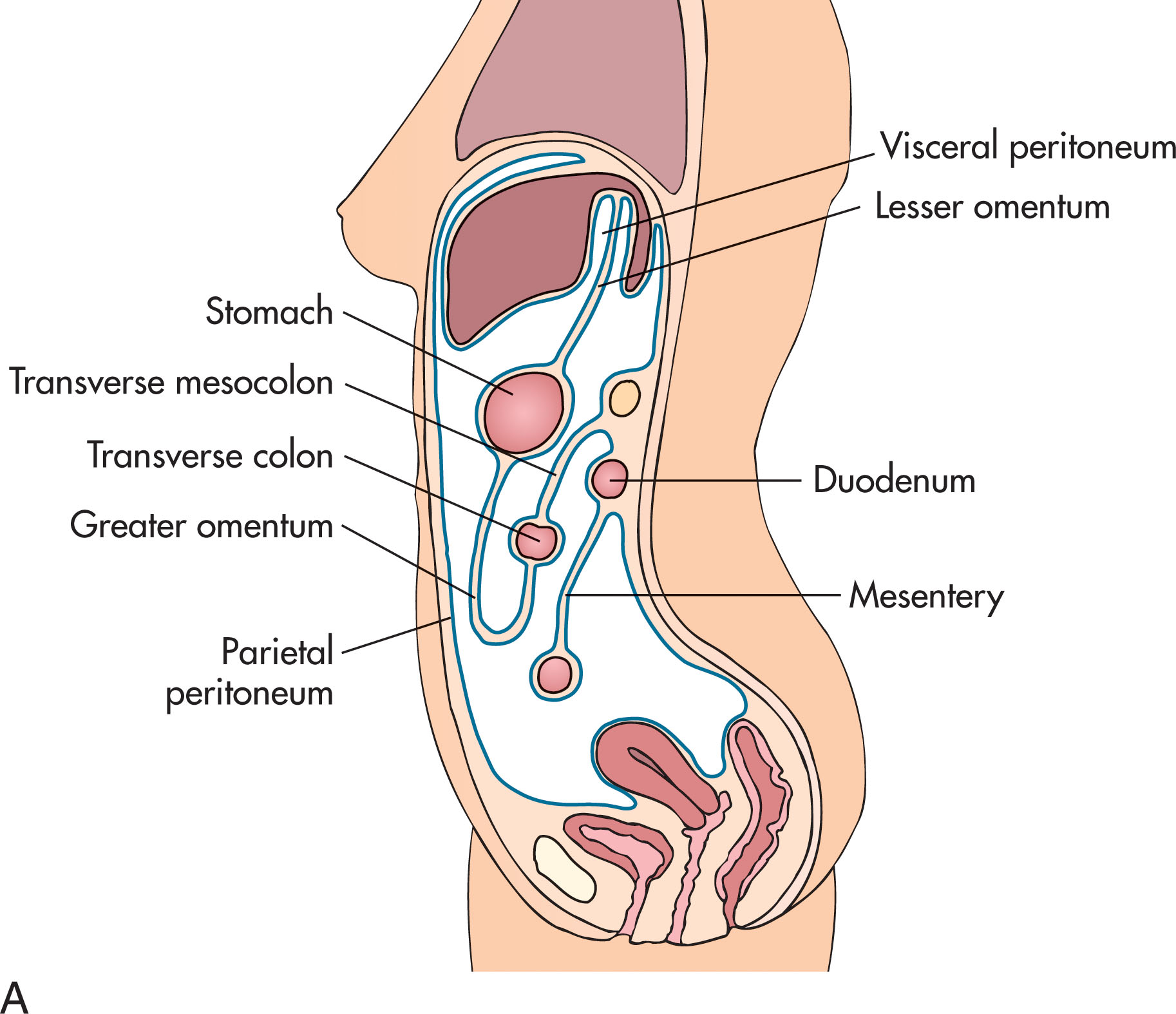 the-peritoneal-cavity-and-abdominal-wall-clinical-tree