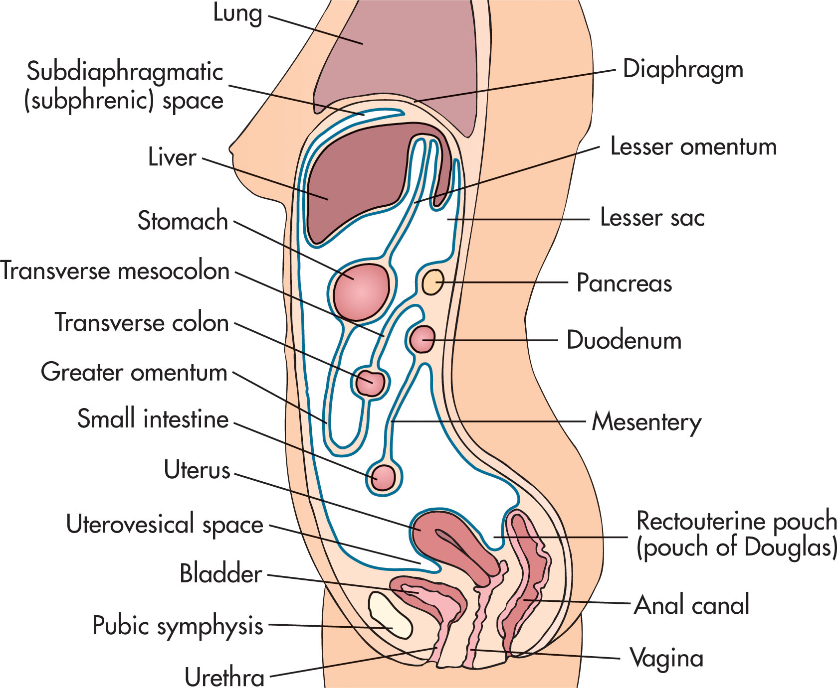 Fig. 14.14, Sagittal view of the abdomen delineating the peritoneal cavity.