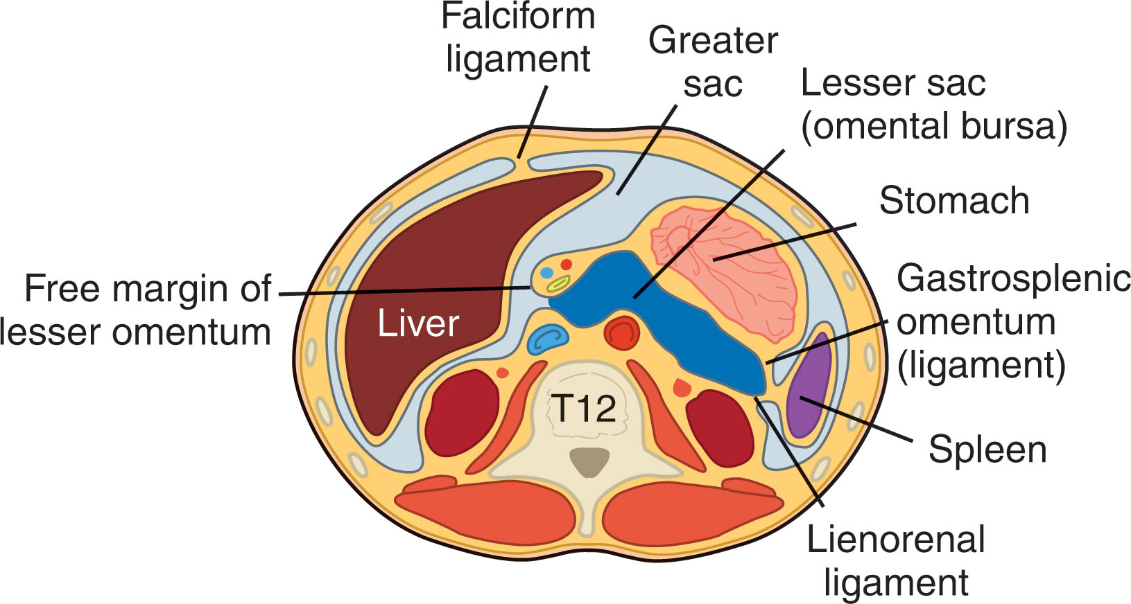 Fig. 14.3, The general peritoneal cavity is known as the greater sac of the peritoneum. With the development of the stomach and the spleen, a smaller sac, called the lesser sac (omental bursa), is the peritoneal recess posterior to the stomach.